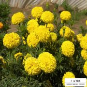 萬壽菊